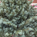 Brad artificial Christmas Deluxe by Sersimo, Alaska Select verde argintiu, integral 3D, 180 cm