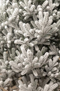 Brad artificial Christmas Deluxe by Sersimo, Viena Select nins, integral 3D, 210cm