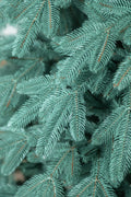 Brad artificial Christmas Deluxe by Sersimo, Laponia Select argintiu, integral 3D, 230cm
