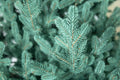 Brad artificial Christmas Deluxe by Sersimo, Viena Select argintiu, integral 3D, 230cm